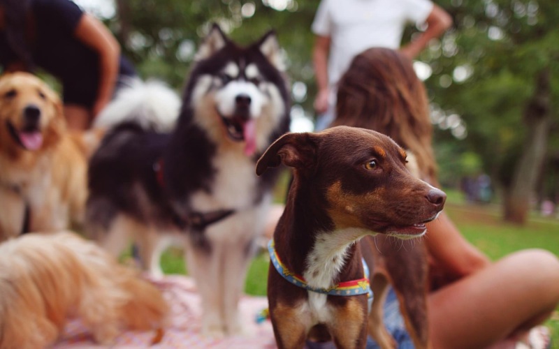 a park with people and pets